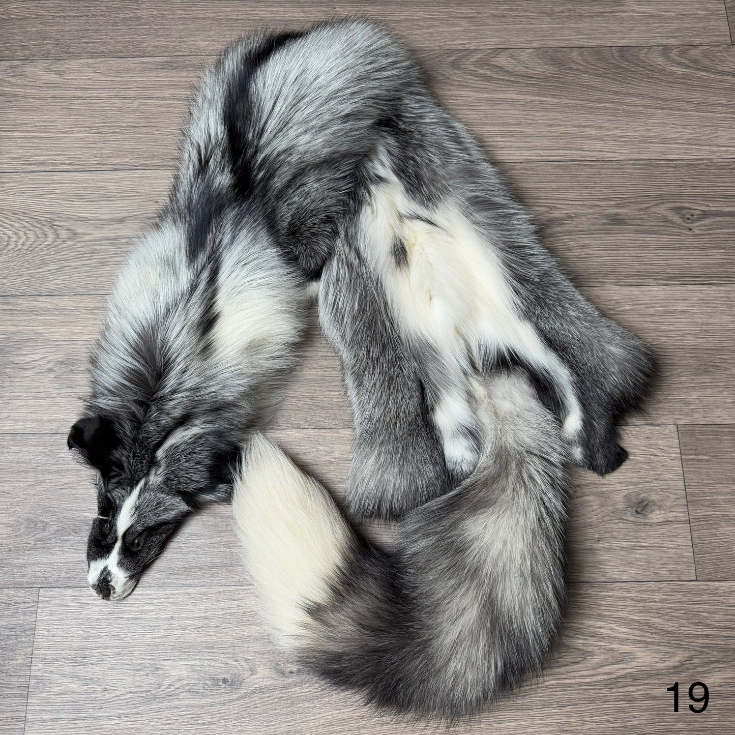 Silver Ringneck fox pelt (19)