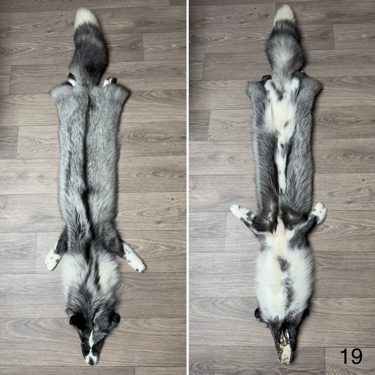 Silver Ringneck fox pelt (19)