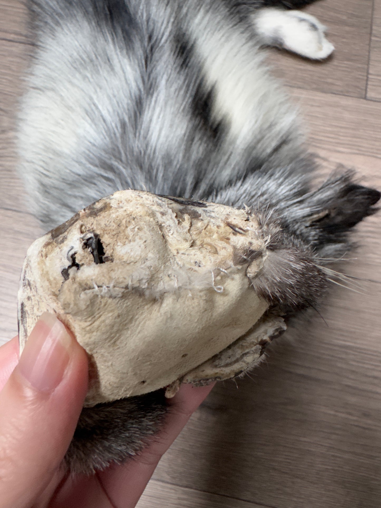 Silver Ringneck fox pelt (19)