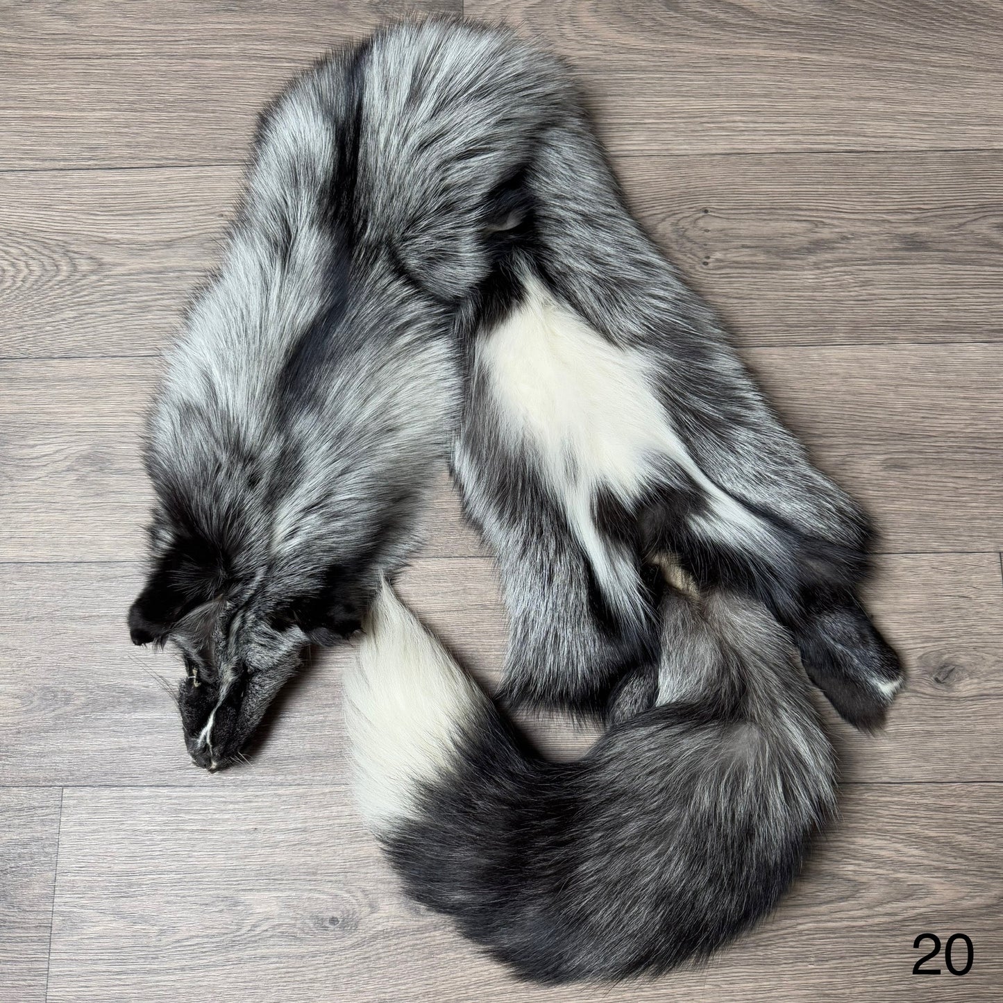 Silver Ringneck fox pelt (20)