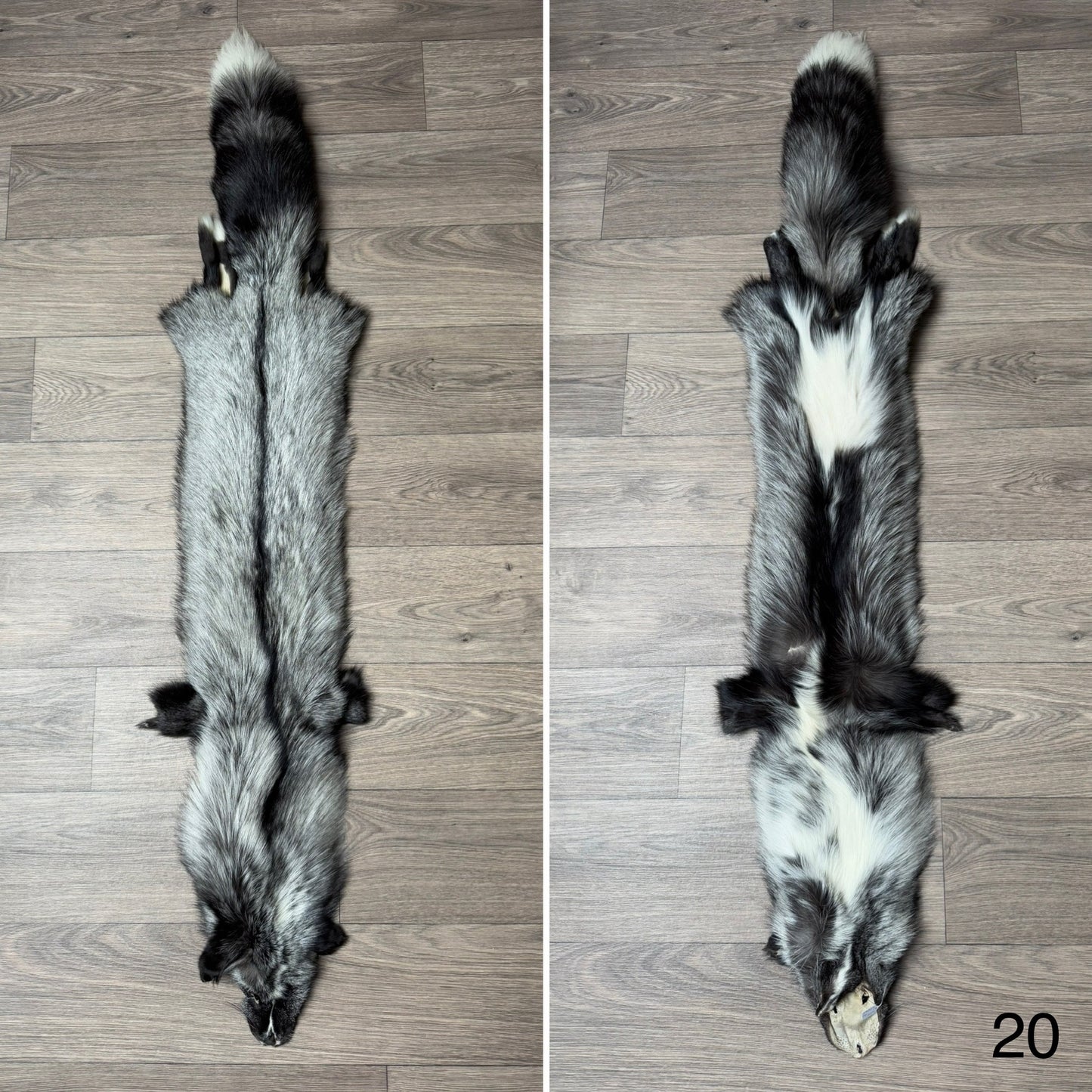 Silver Ringneck fox pelt (20)