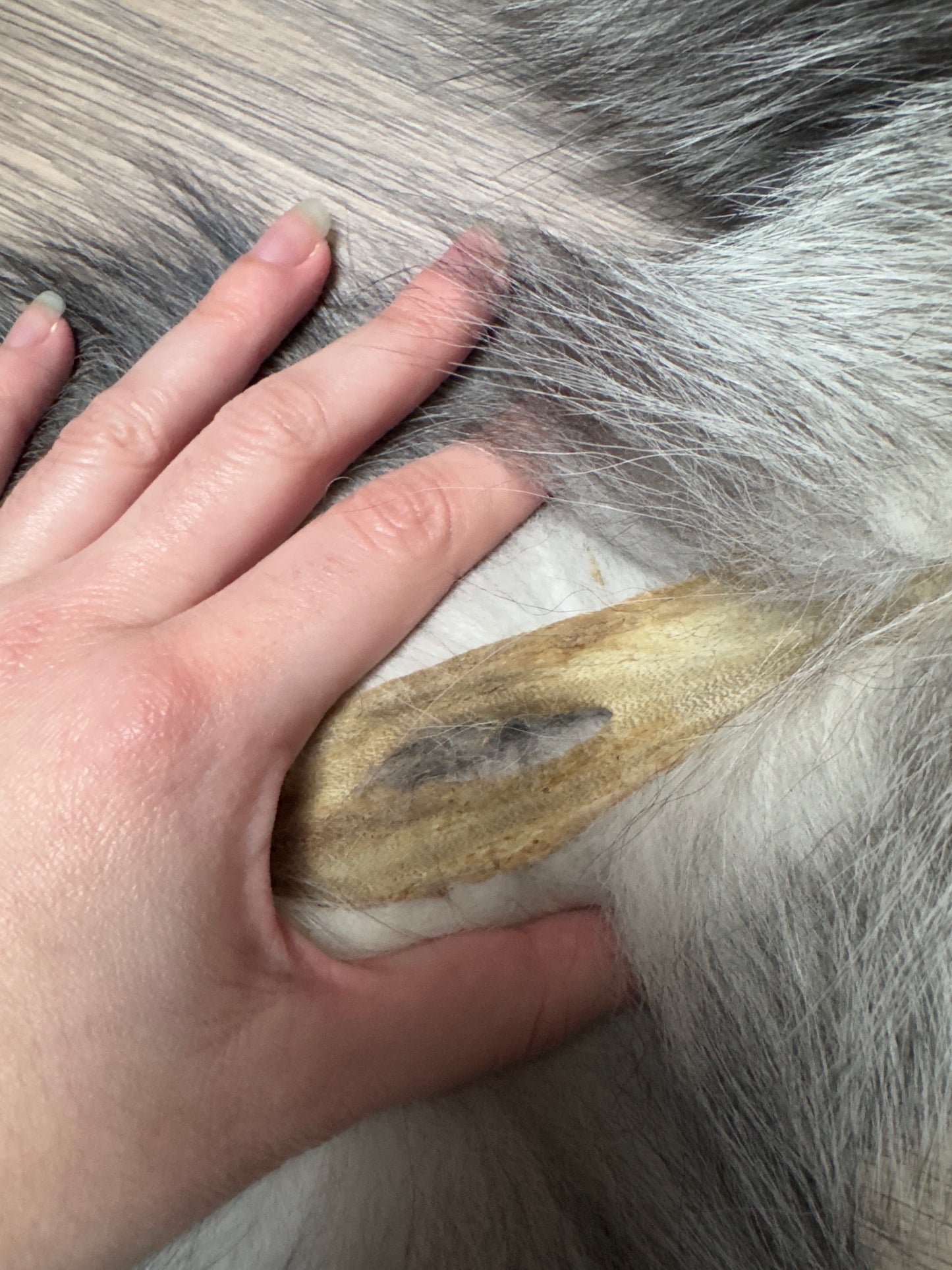 Silver Ringneck fox pelt (21)