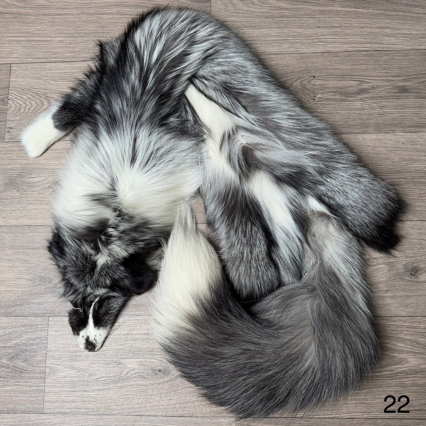 Silver Ringneck fox pelt (22)