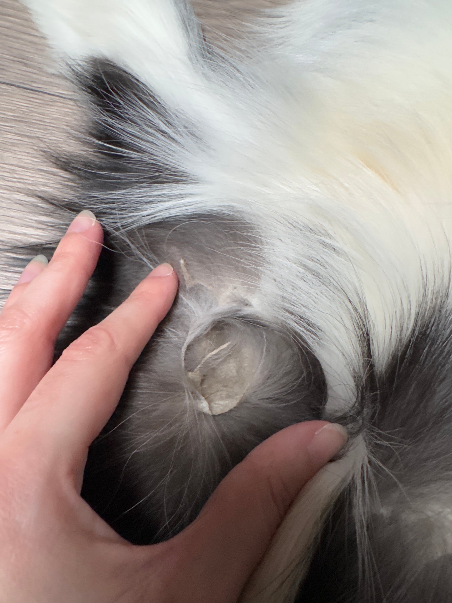 Silver Ringneck fox pelt (22)