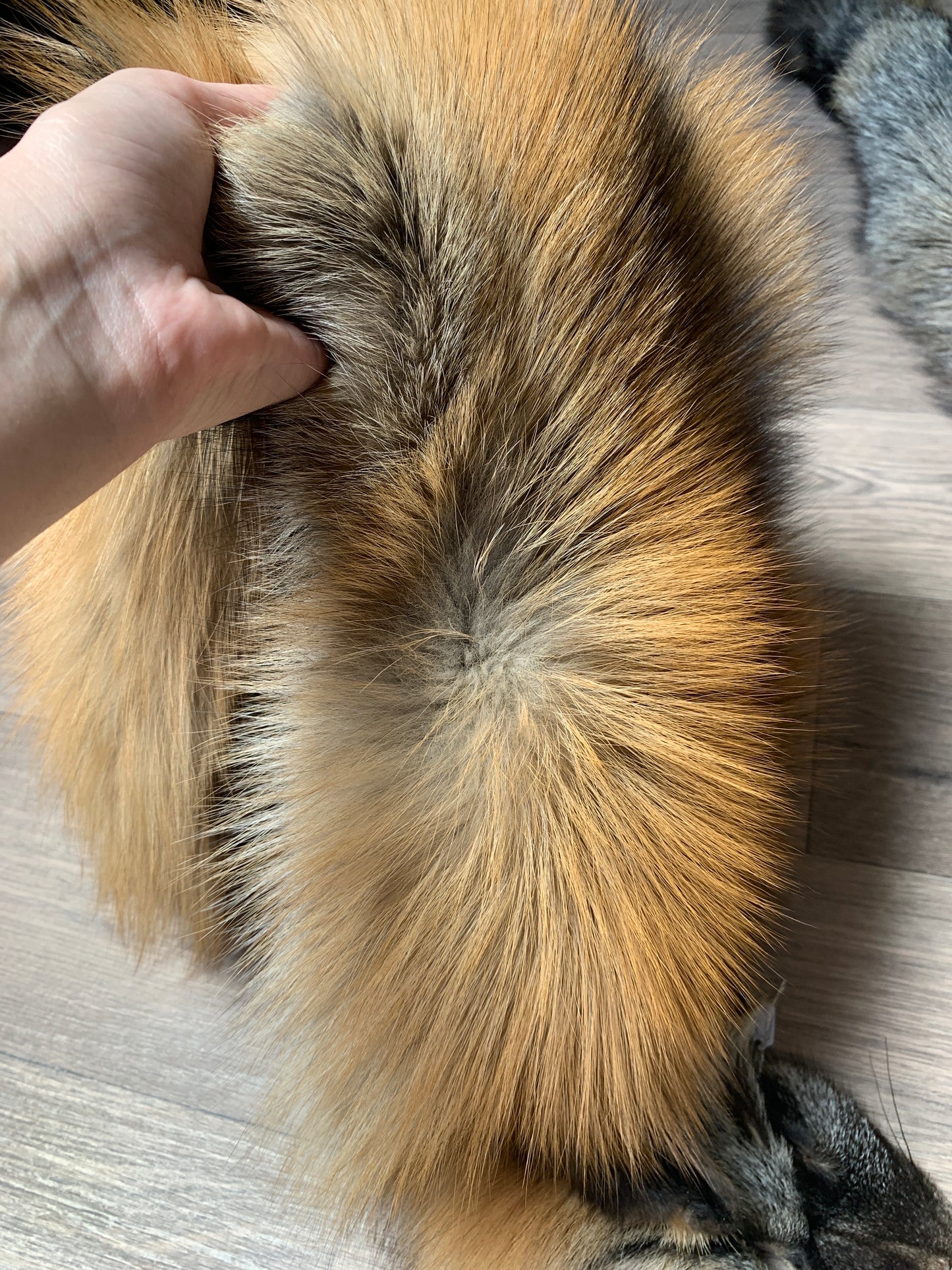 Cross fox pelt (1)