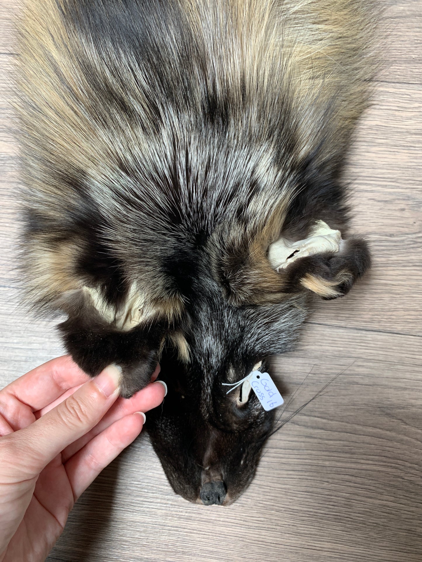 Cross fox pelt (16)