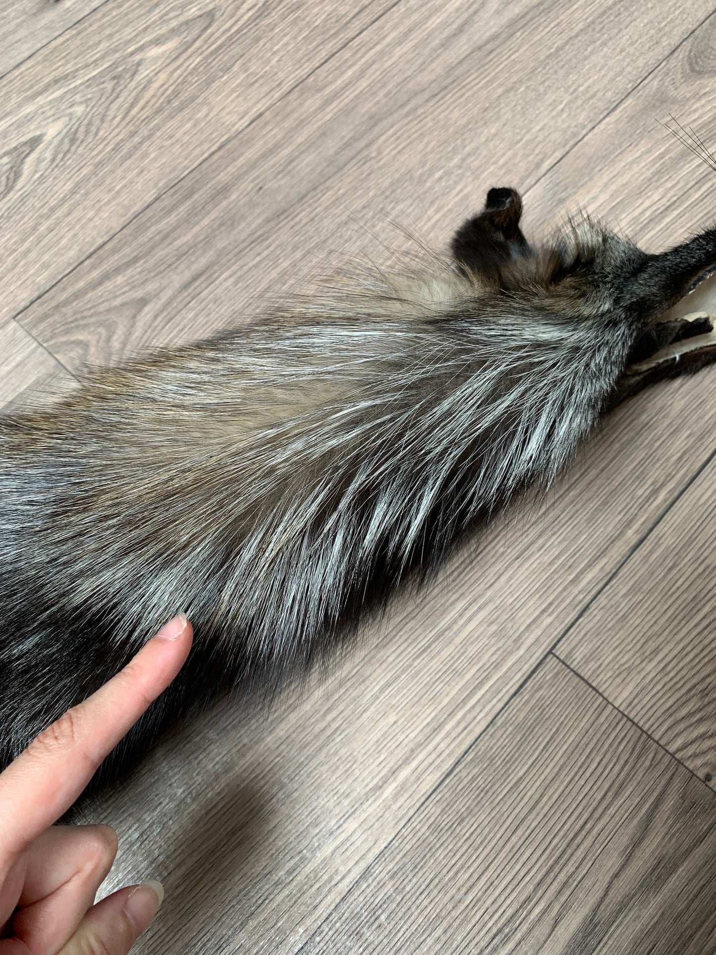 Cross fox pelt (18)