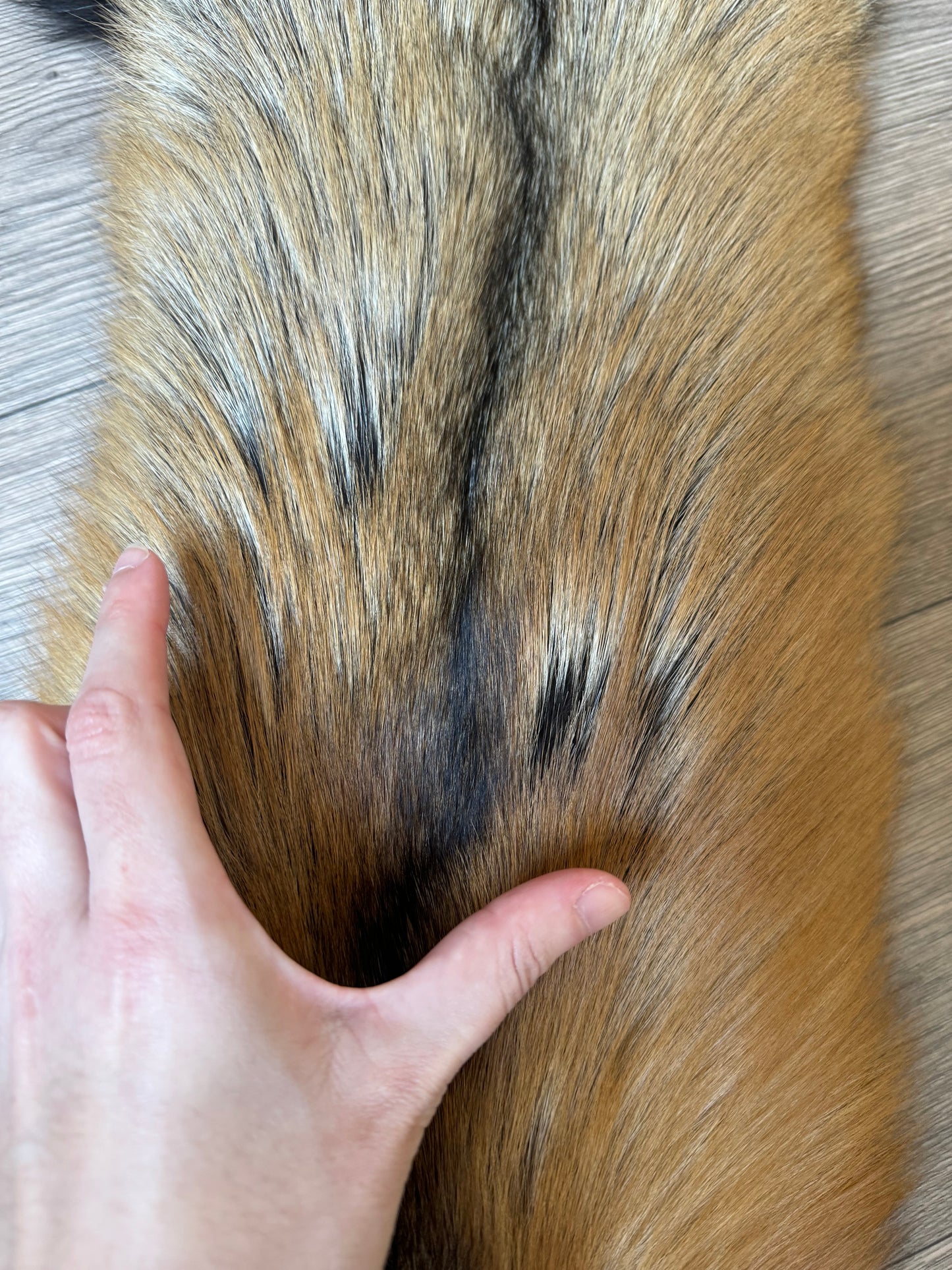 Cross fox pelt (31)