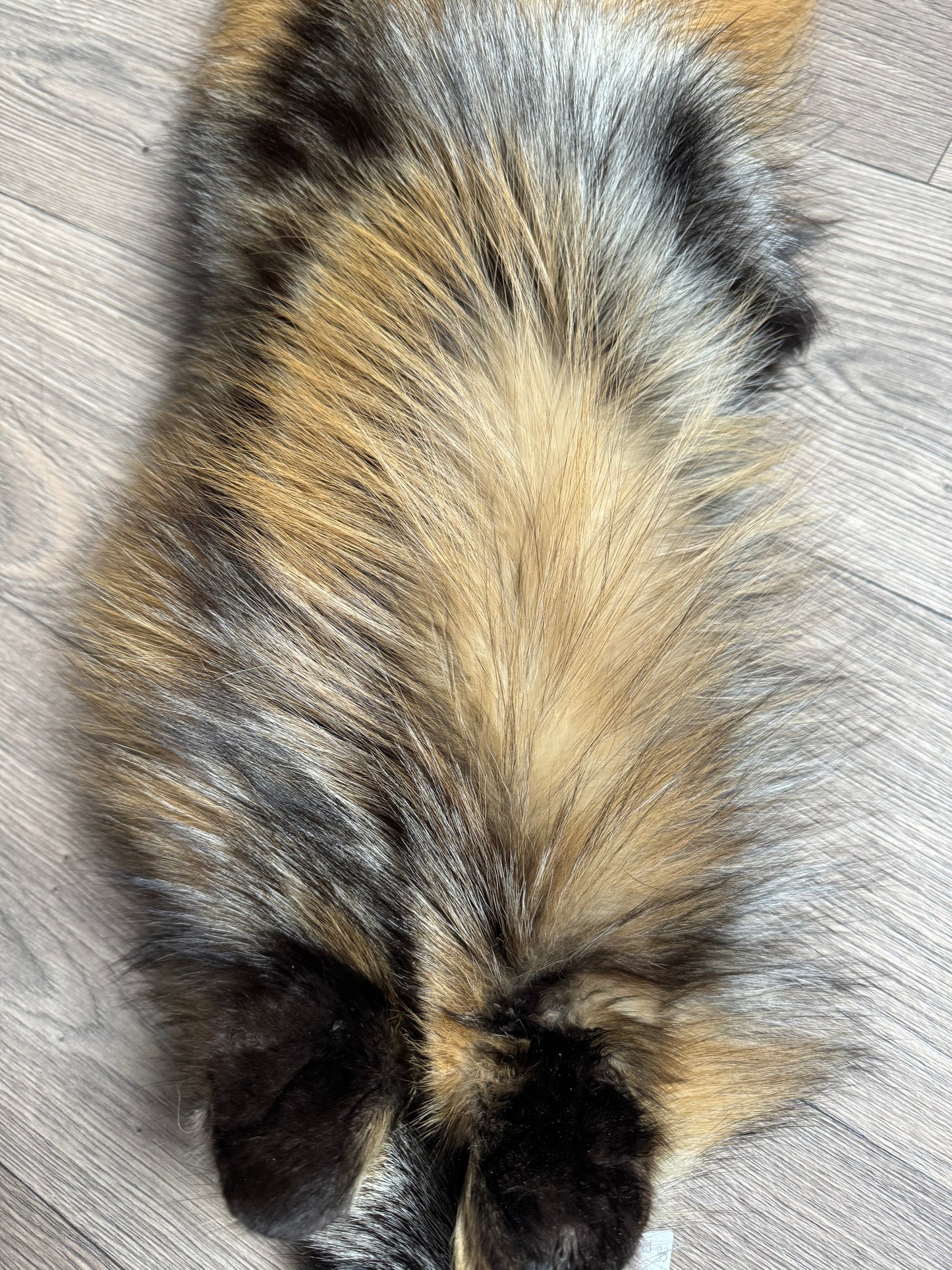 Cross fox pelt (33)