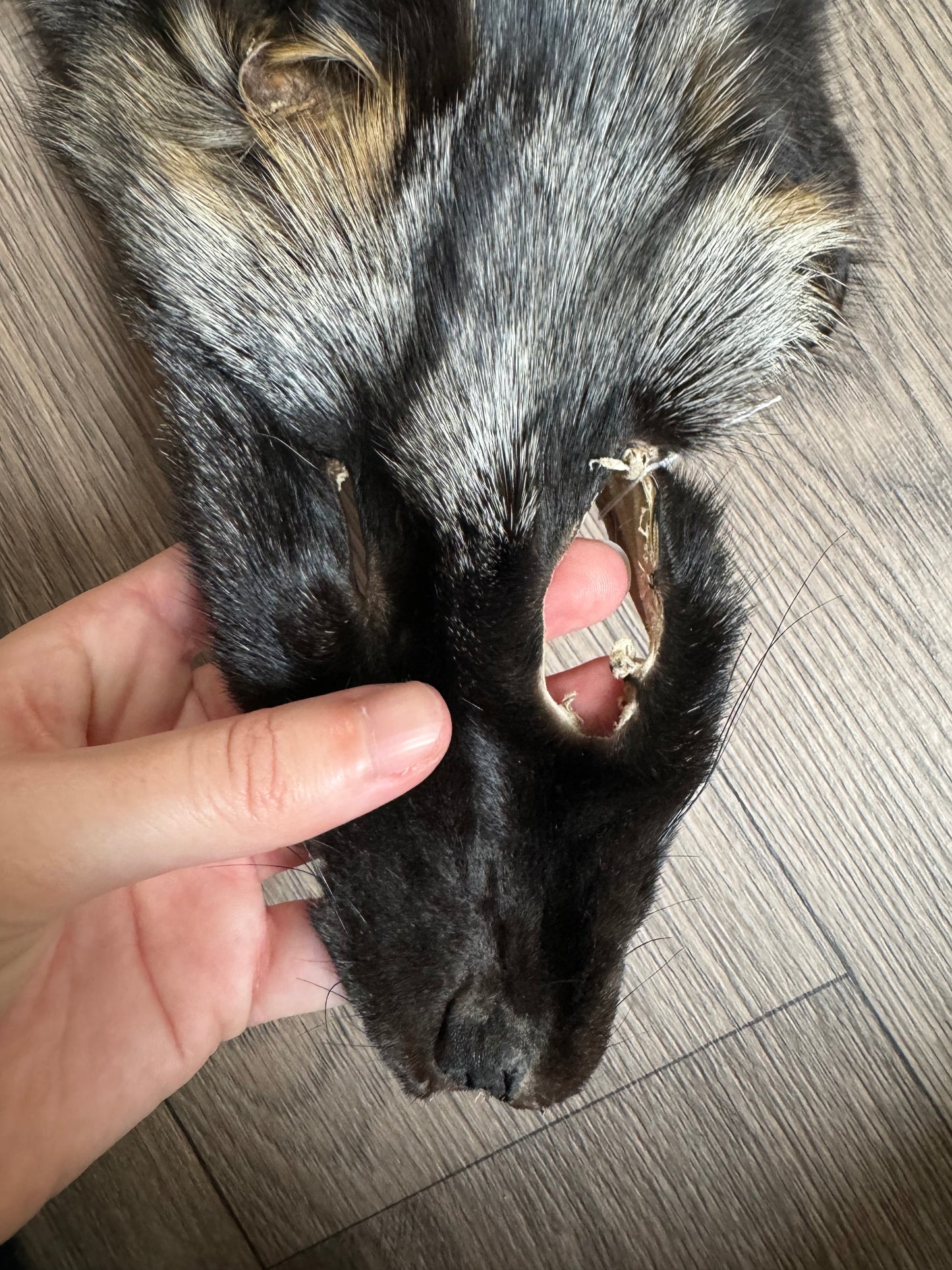 Cross fox pelt (37)