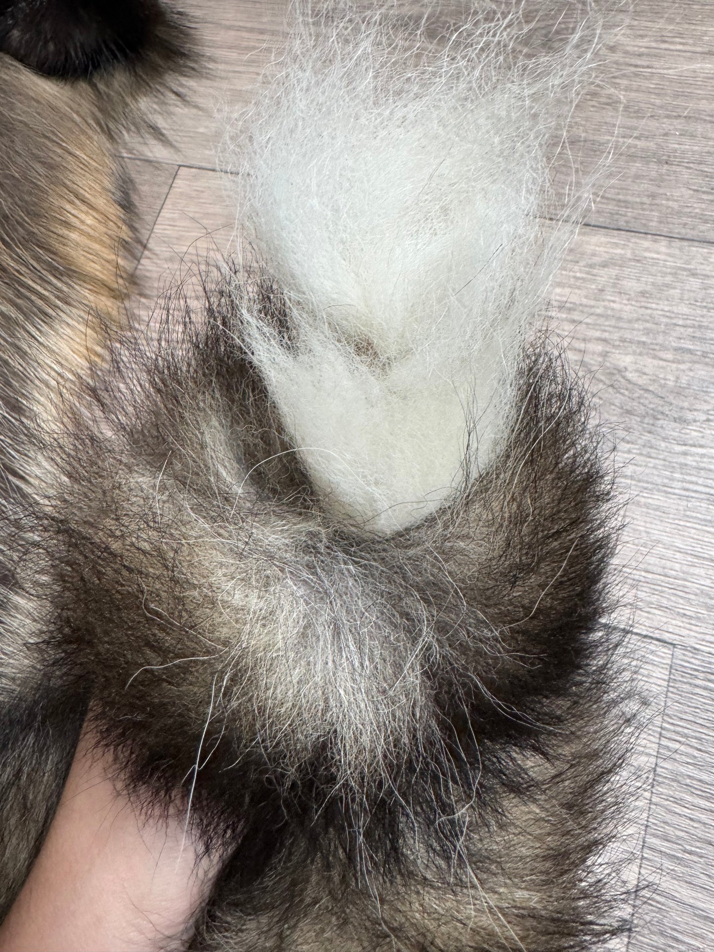 Cross fox pelt (38)