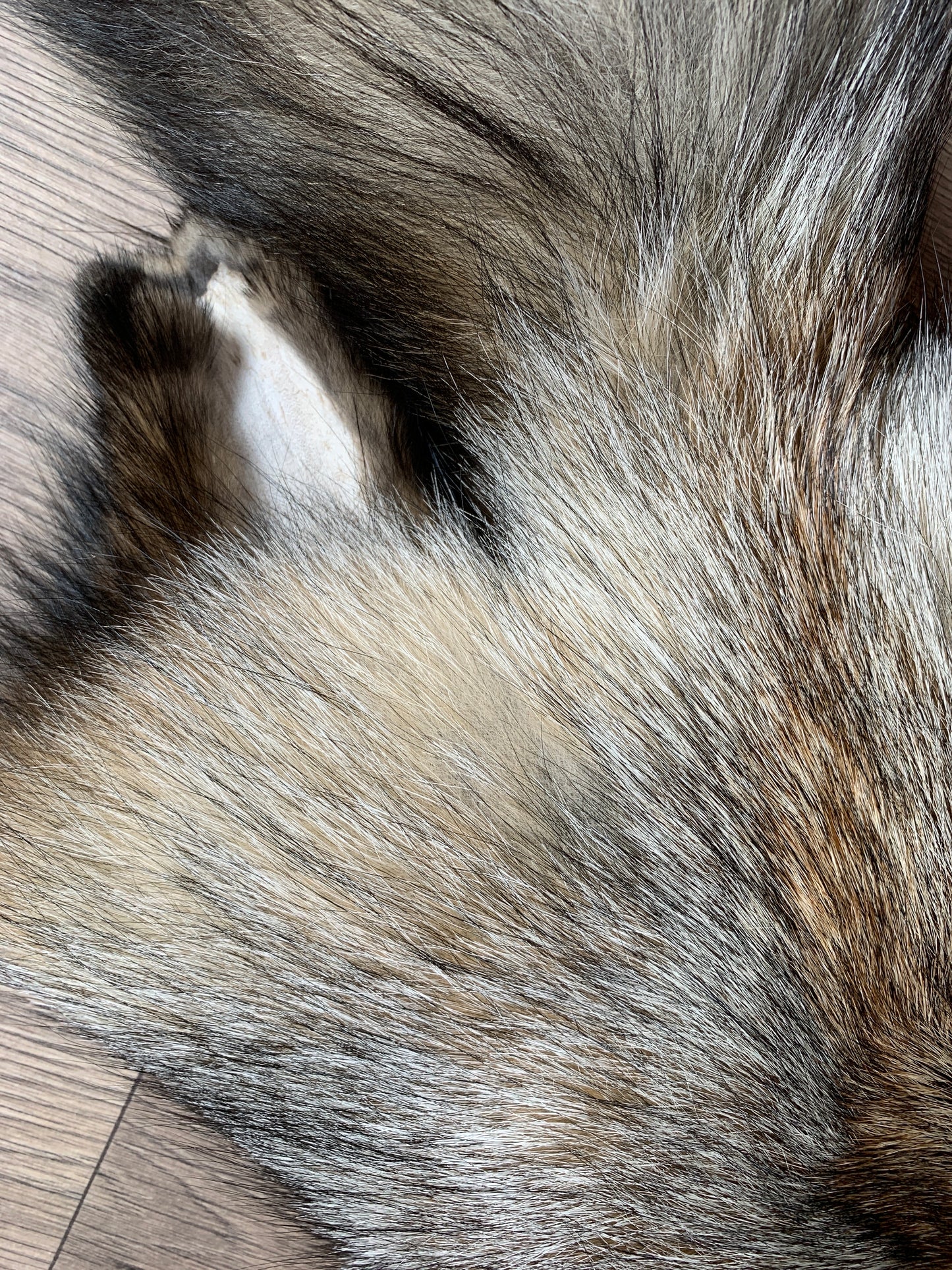 Smokey fox pelt (1)