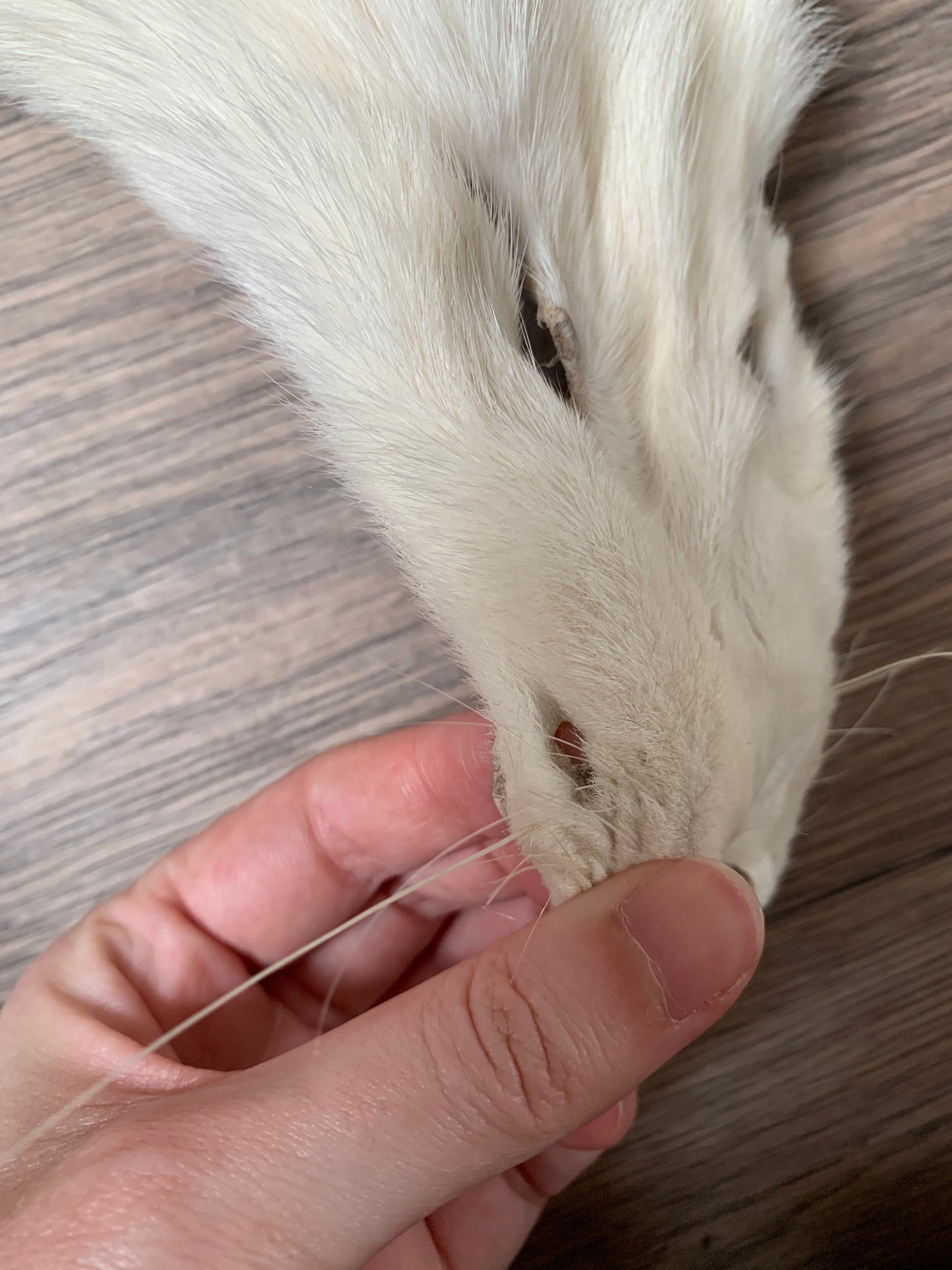 Palomino fox pelt (1)