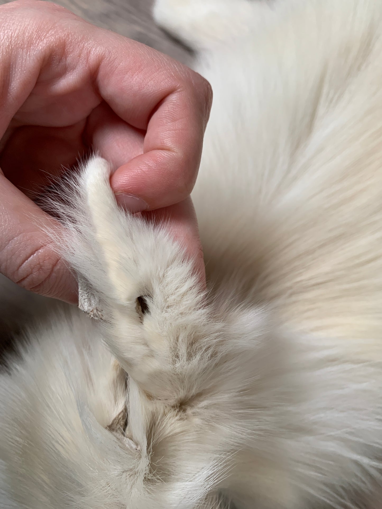 Palomino fox pelt (1)