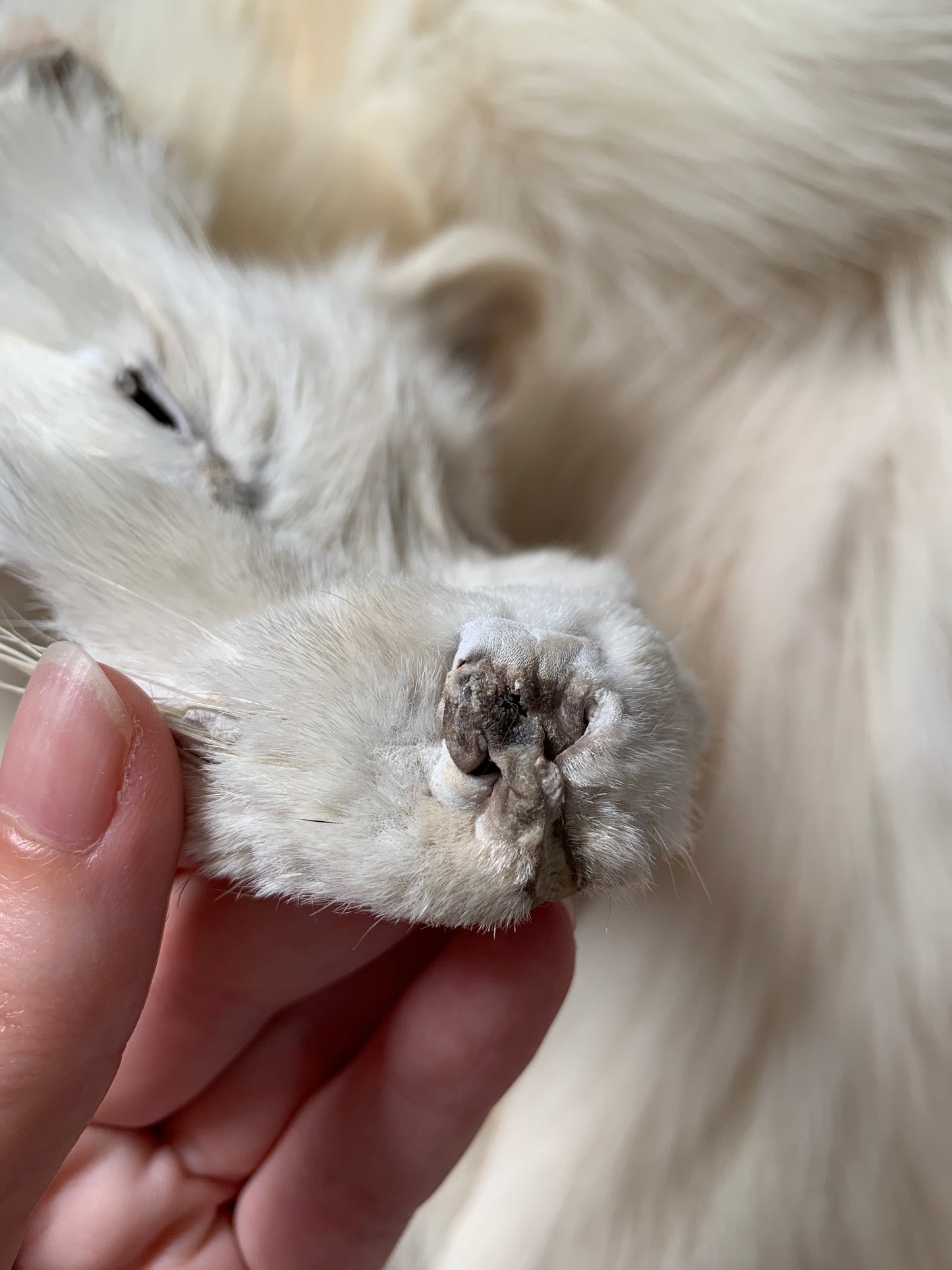 Palomino fox pelt (6)