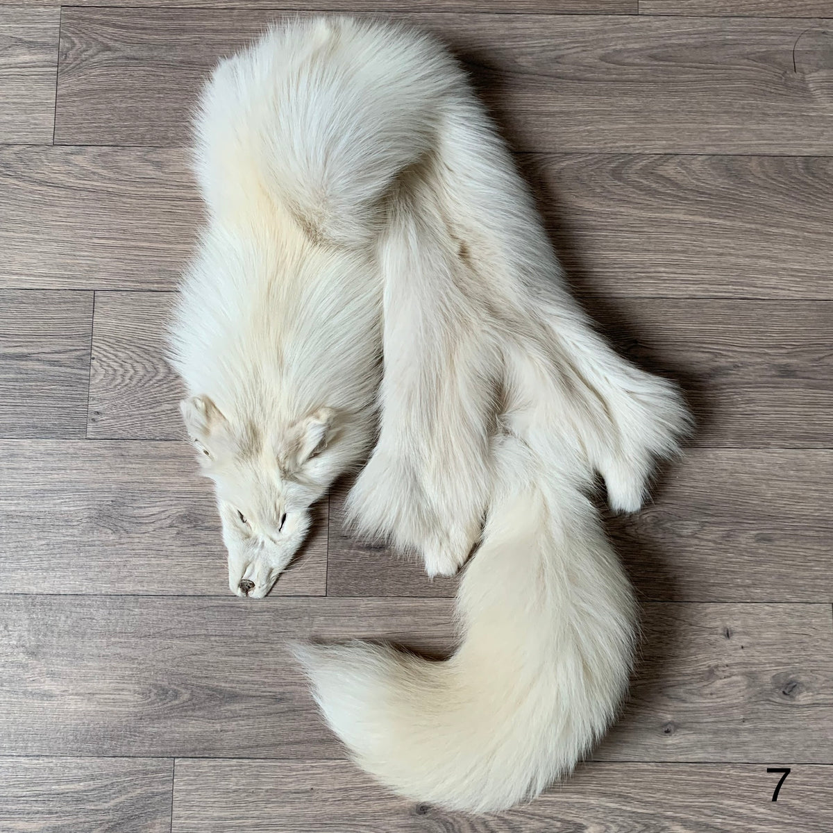 Pelt Rafiz Palomino fox pelt (7) – Orange Lion Creations