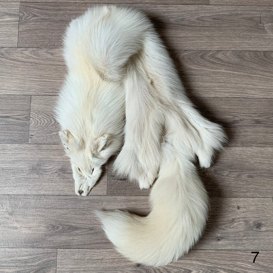 Palomino fox pelt (7)