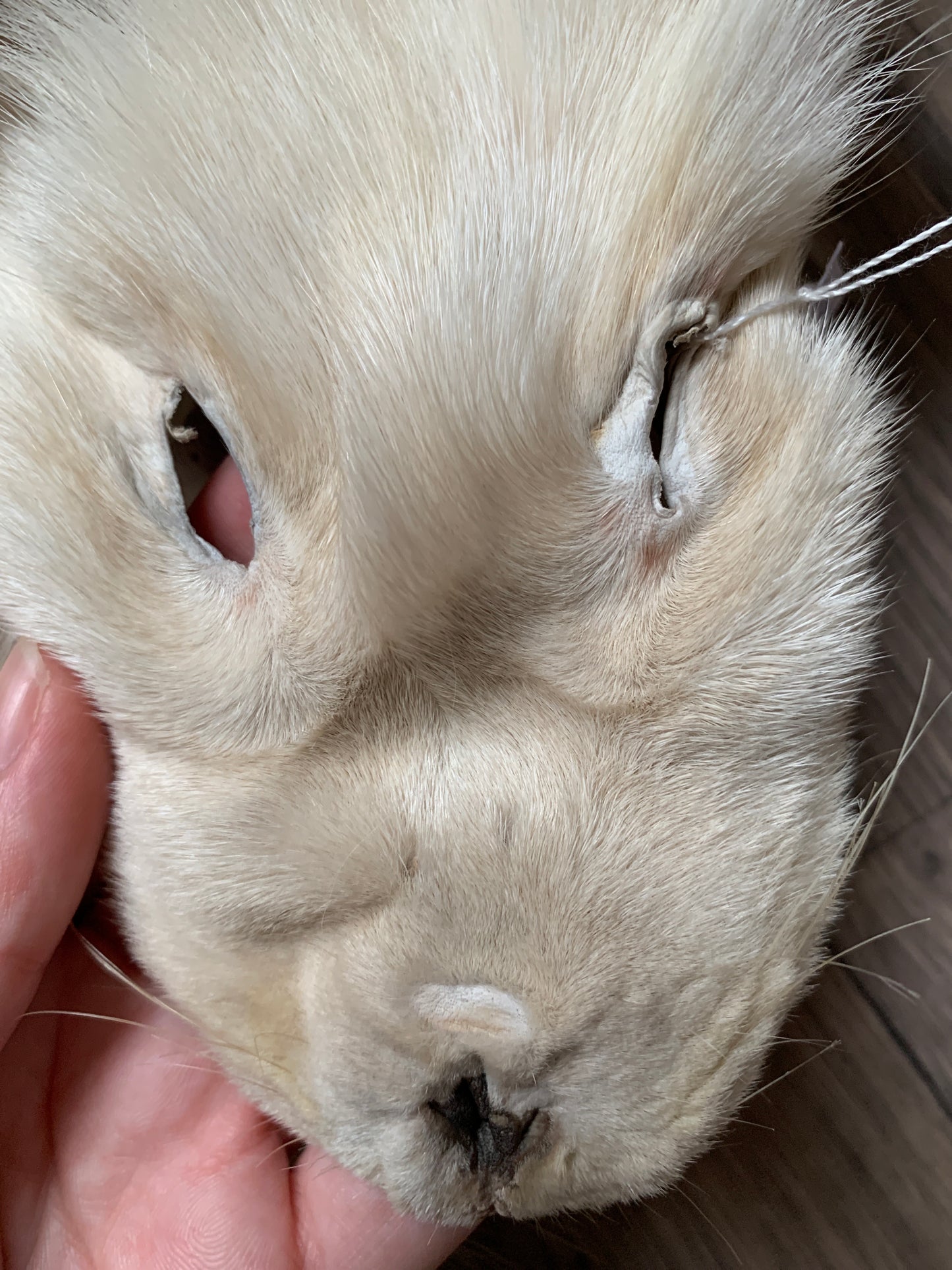 Palomino fox pelt (13)