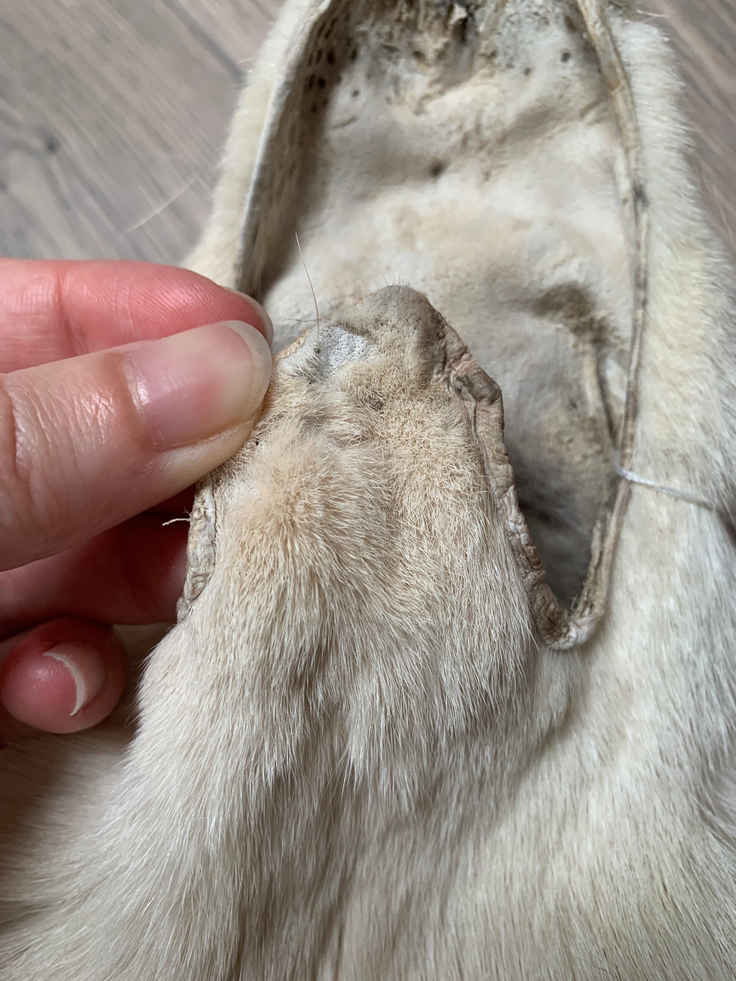 Palomino fox pelt (13)