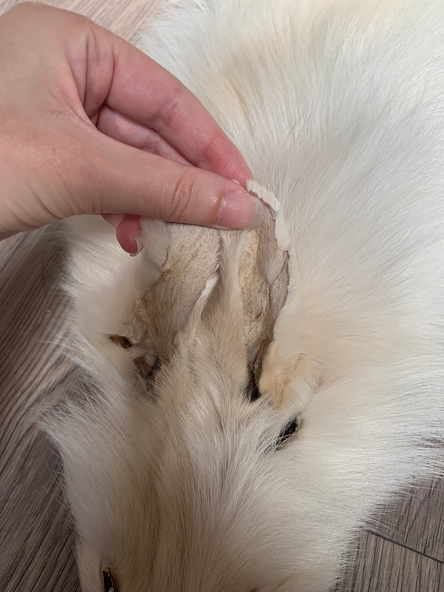 Palomino fox pelt (18)