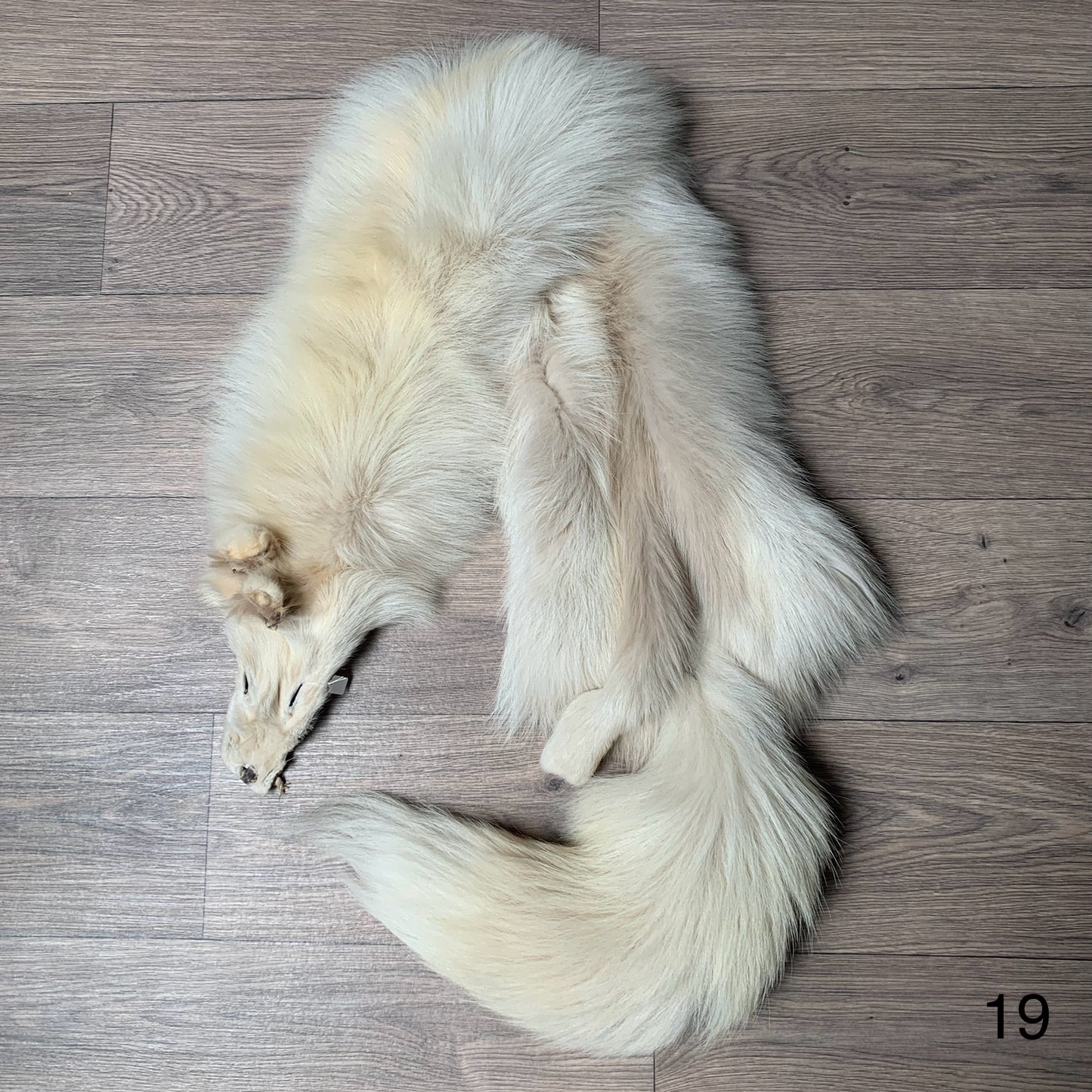 Palomino fox pelt (19)