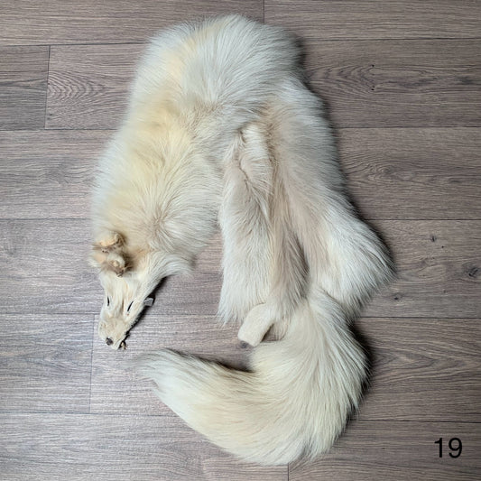 Palomino fox pelt (19)