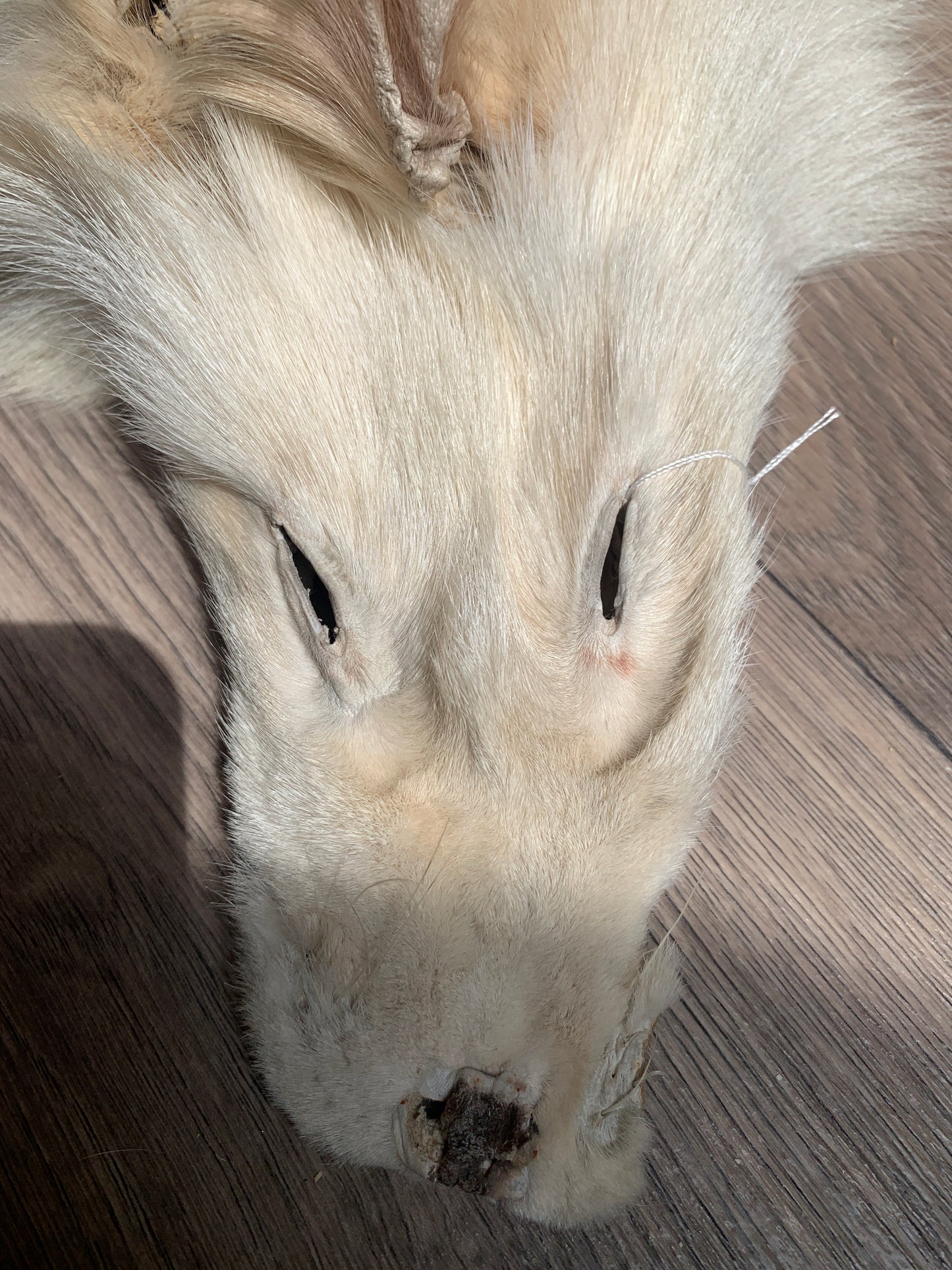 Palomino fox pelt (19)