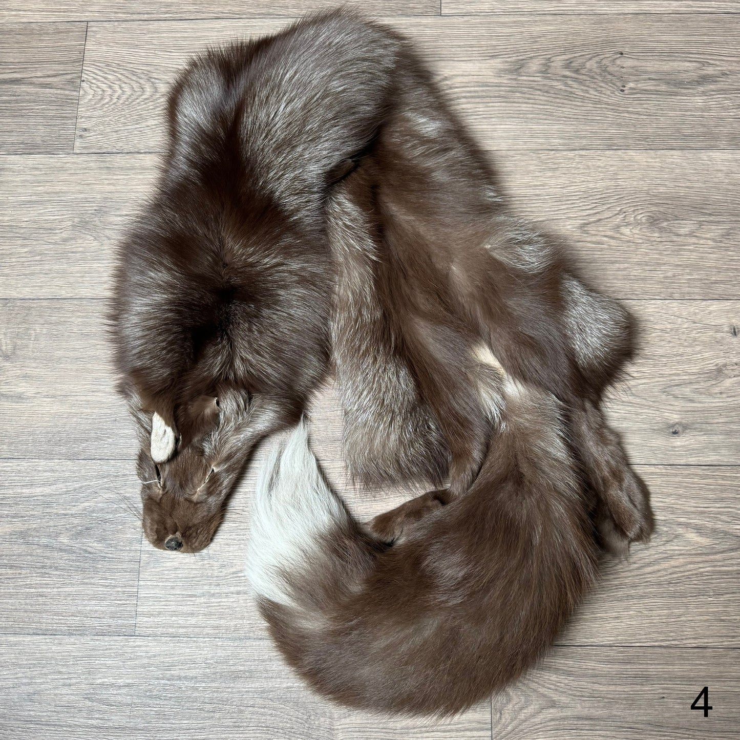 Polish Pastel fox pelt (4)