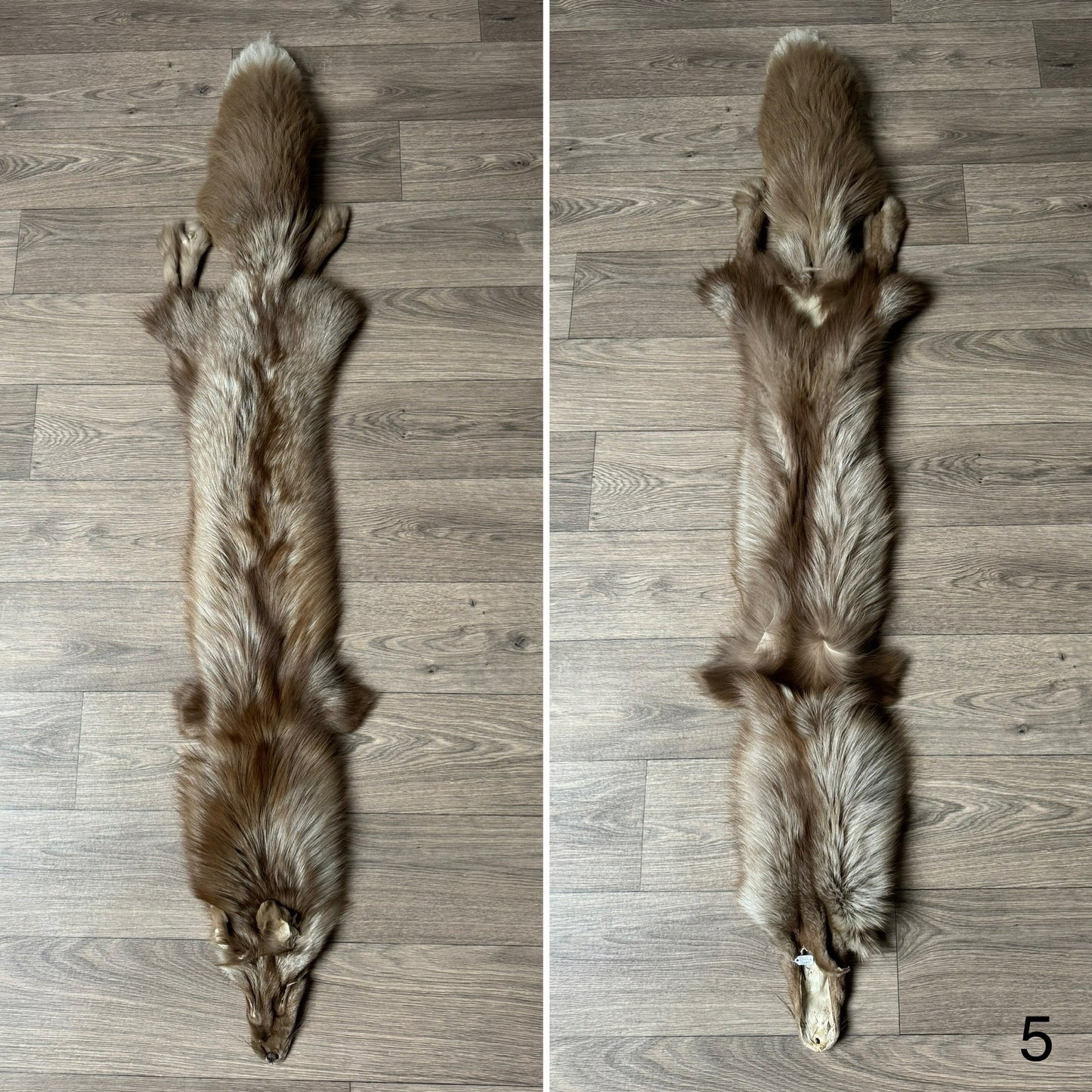 Polish Pastel fox pelt (5)