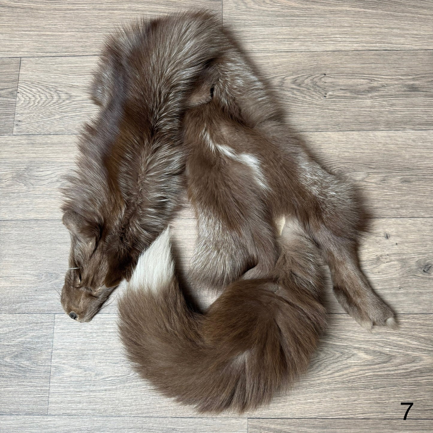 Polish Pastel fox pelt (7)