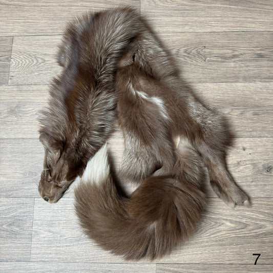 Polish Pastel fox pelt (7)