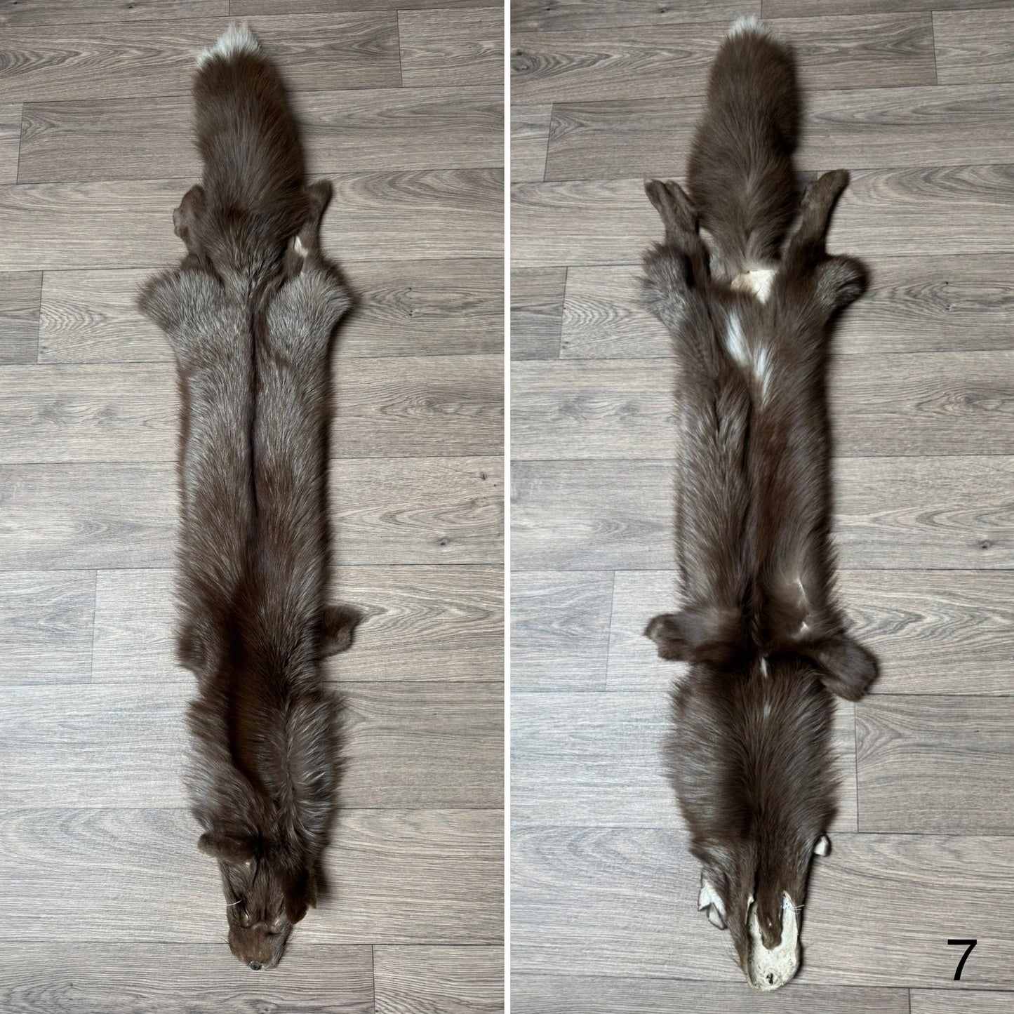 Polish Pastel fox pelt (7)