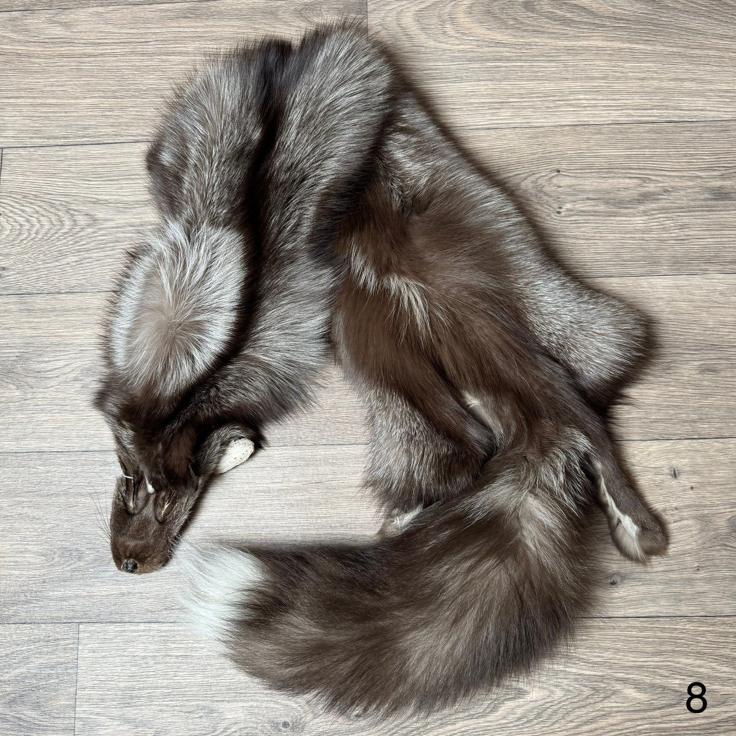 Polish Pastel fox pelt (8)