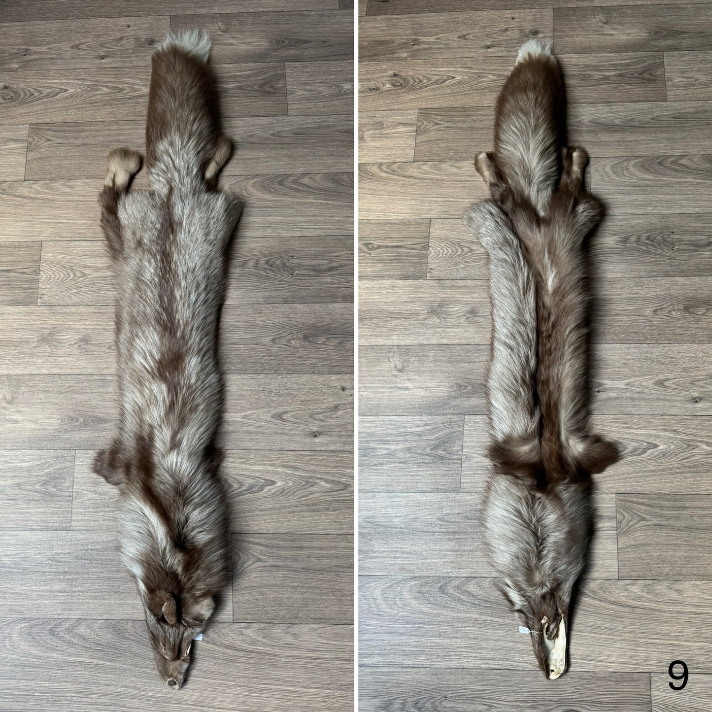 Polish Pastel fox pelt (9)