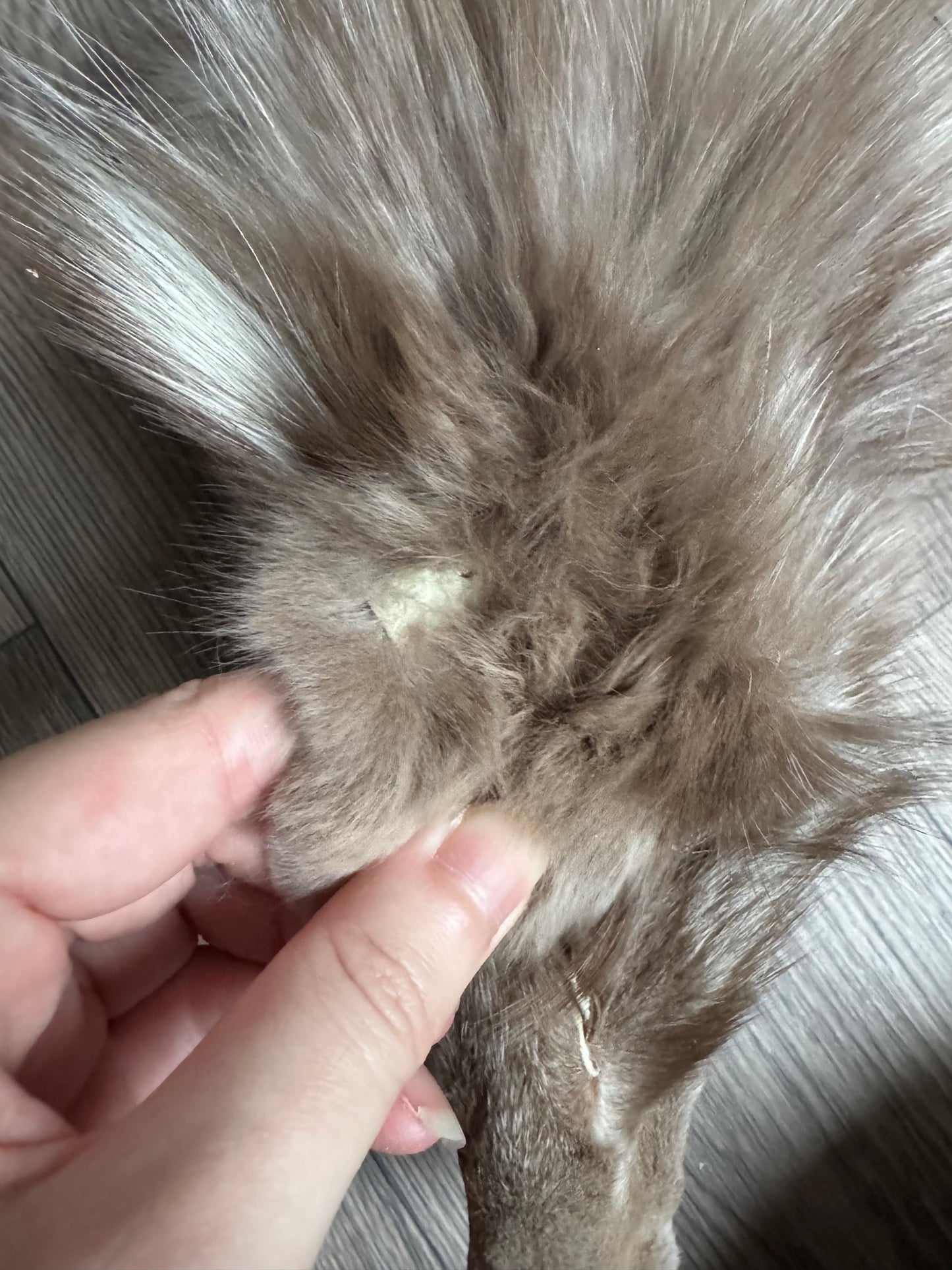 Polish Pastel fox pelt (9)