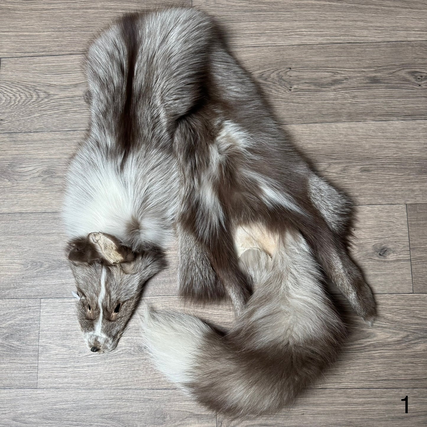 Polish Pastel Ringneck fox pelt (1)