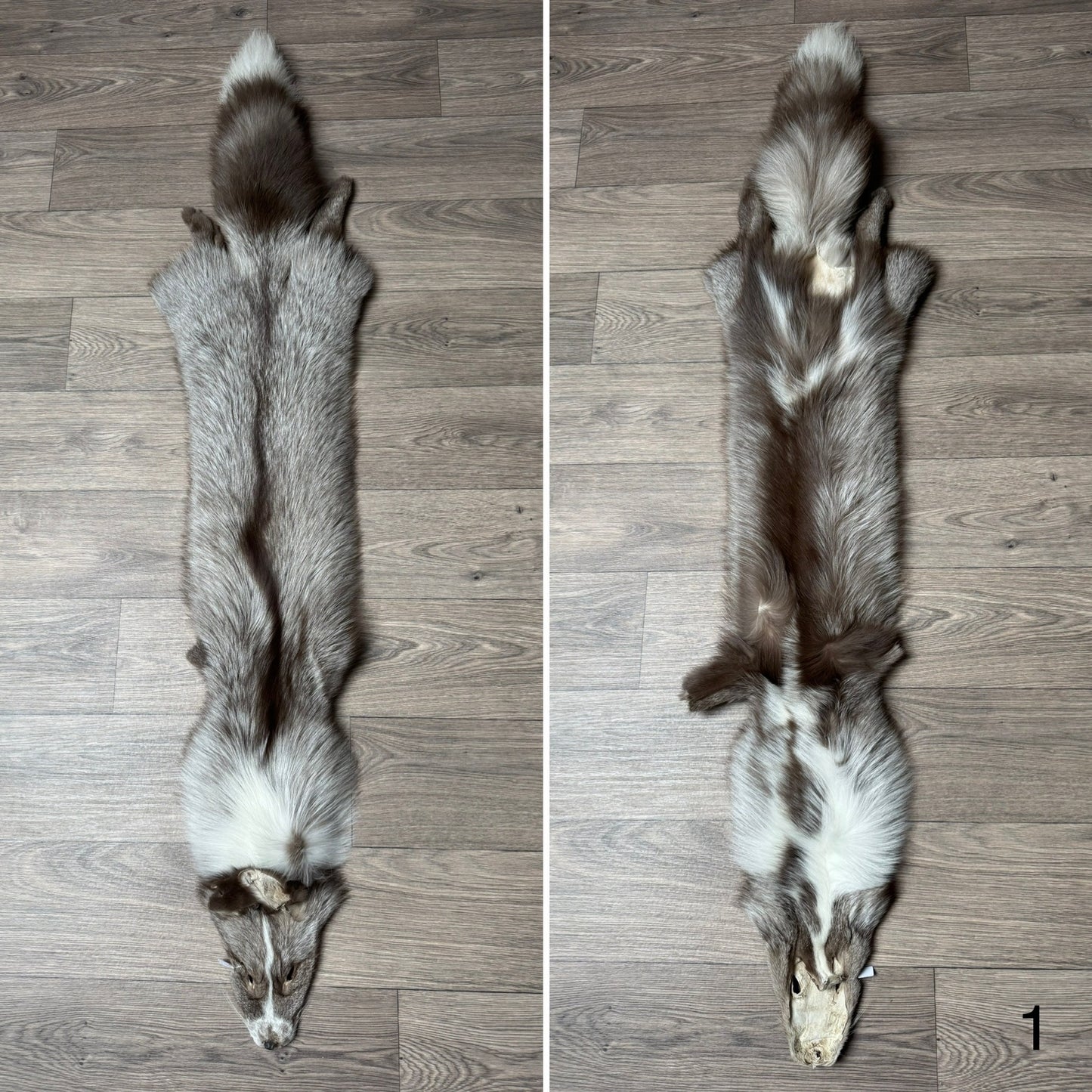 Polish Pastel Ringneck fox pelt (1)