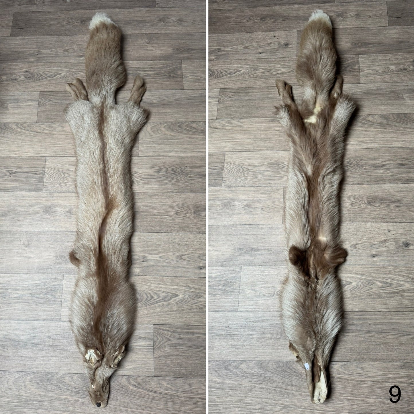 Fawn Glow fox pelt (9)