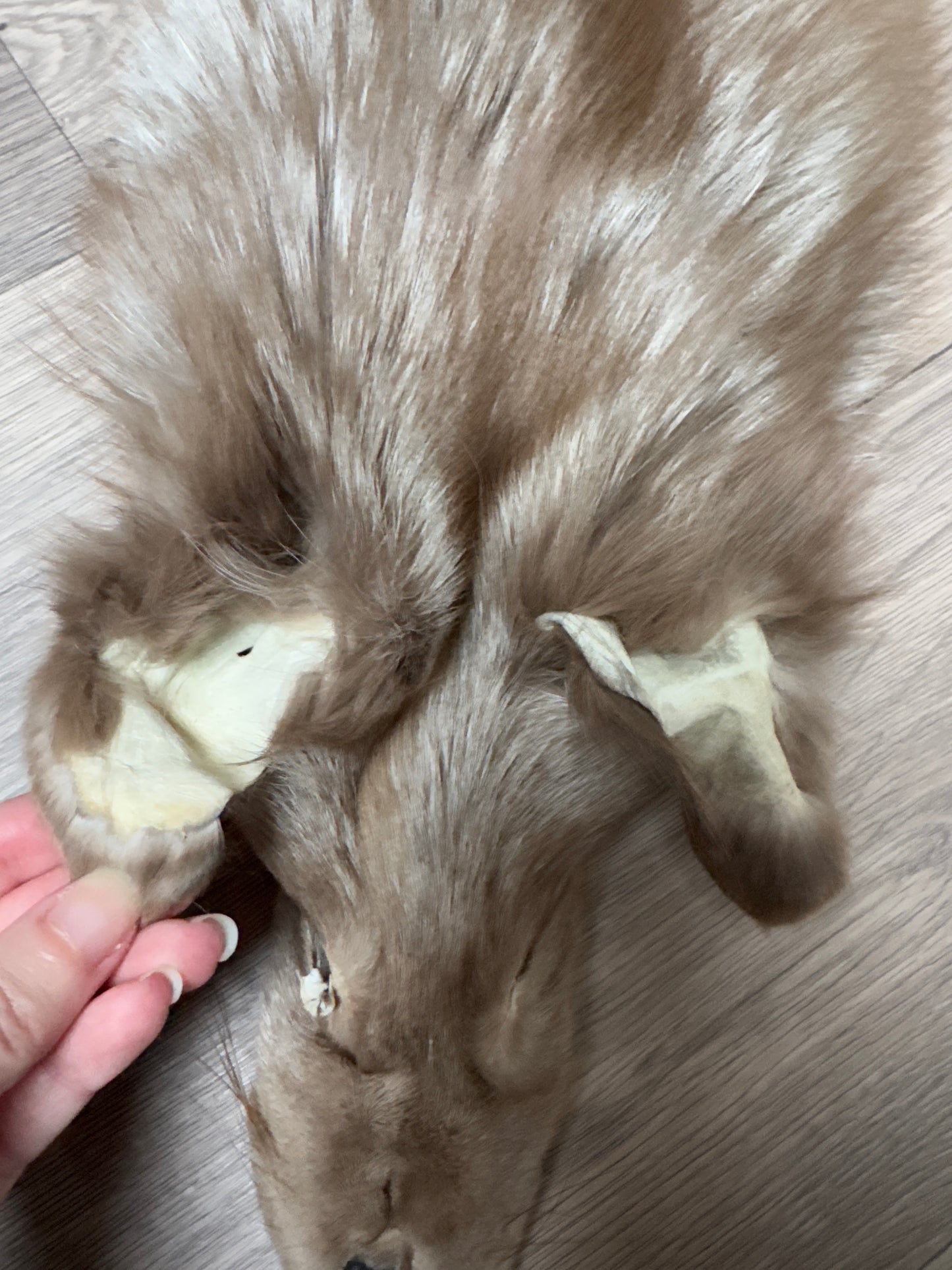 Fawn Glow fox pelt (9)