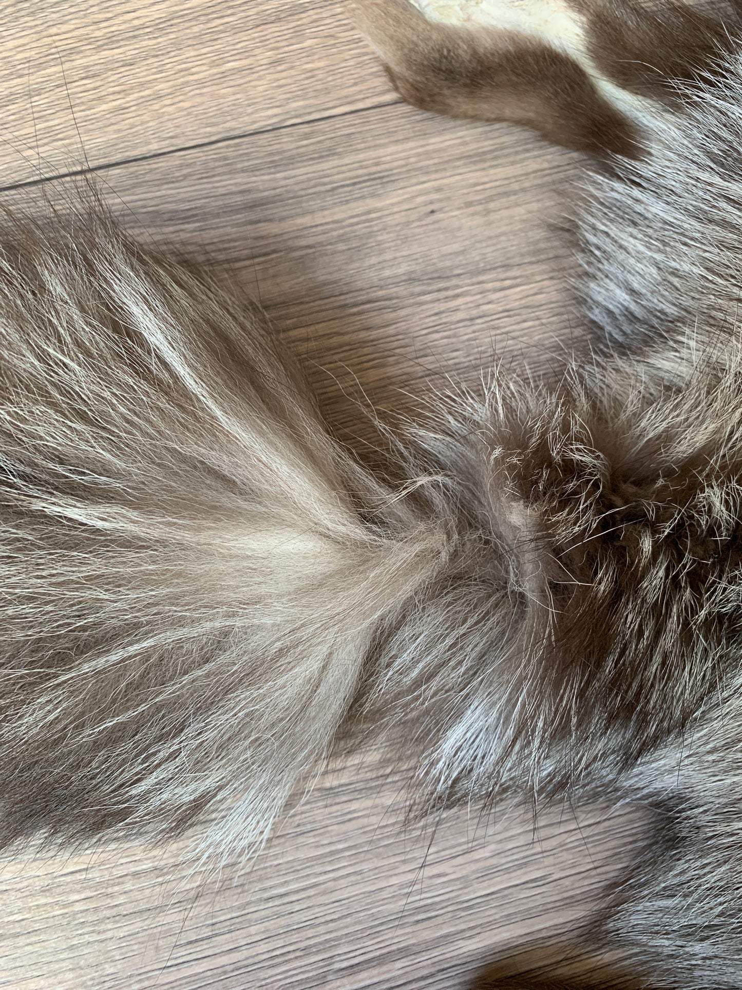 Choco Silver fox pelt (1)