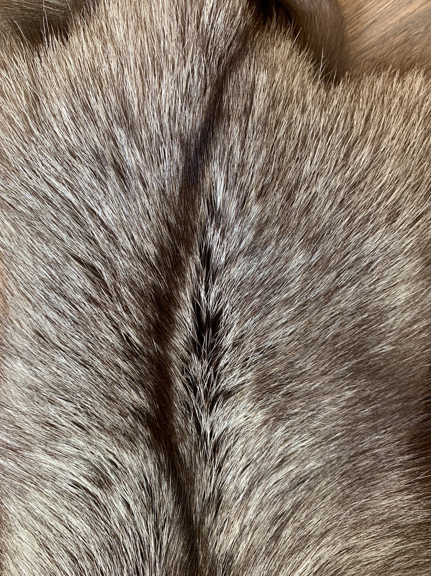 Choco Silver fox pelt (4)