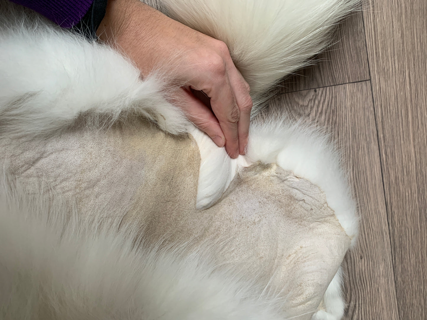 Arctic Marble fox pelt (1)