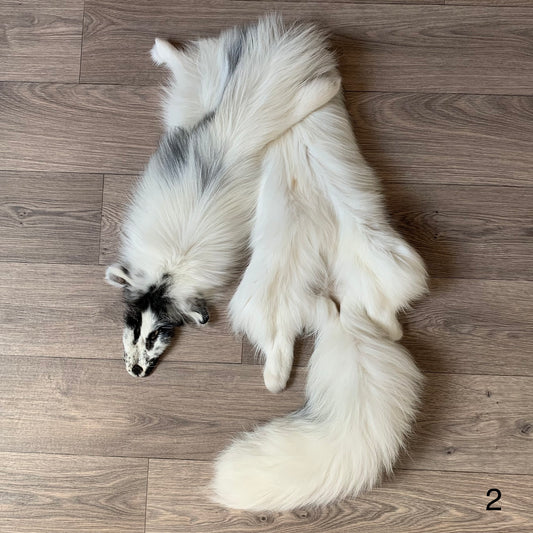 Arctic Marble fox pelt (2)