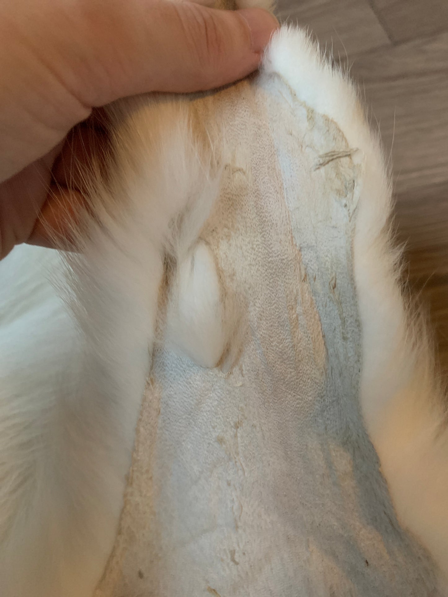 Arctic Marble fox pelt (2)