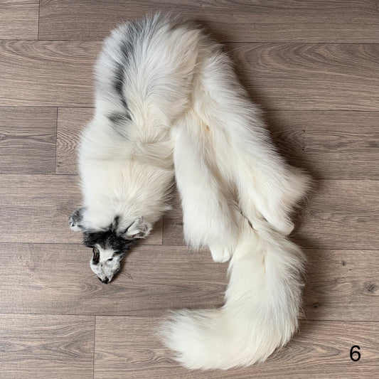 Arctic Marble fox pelt (6)