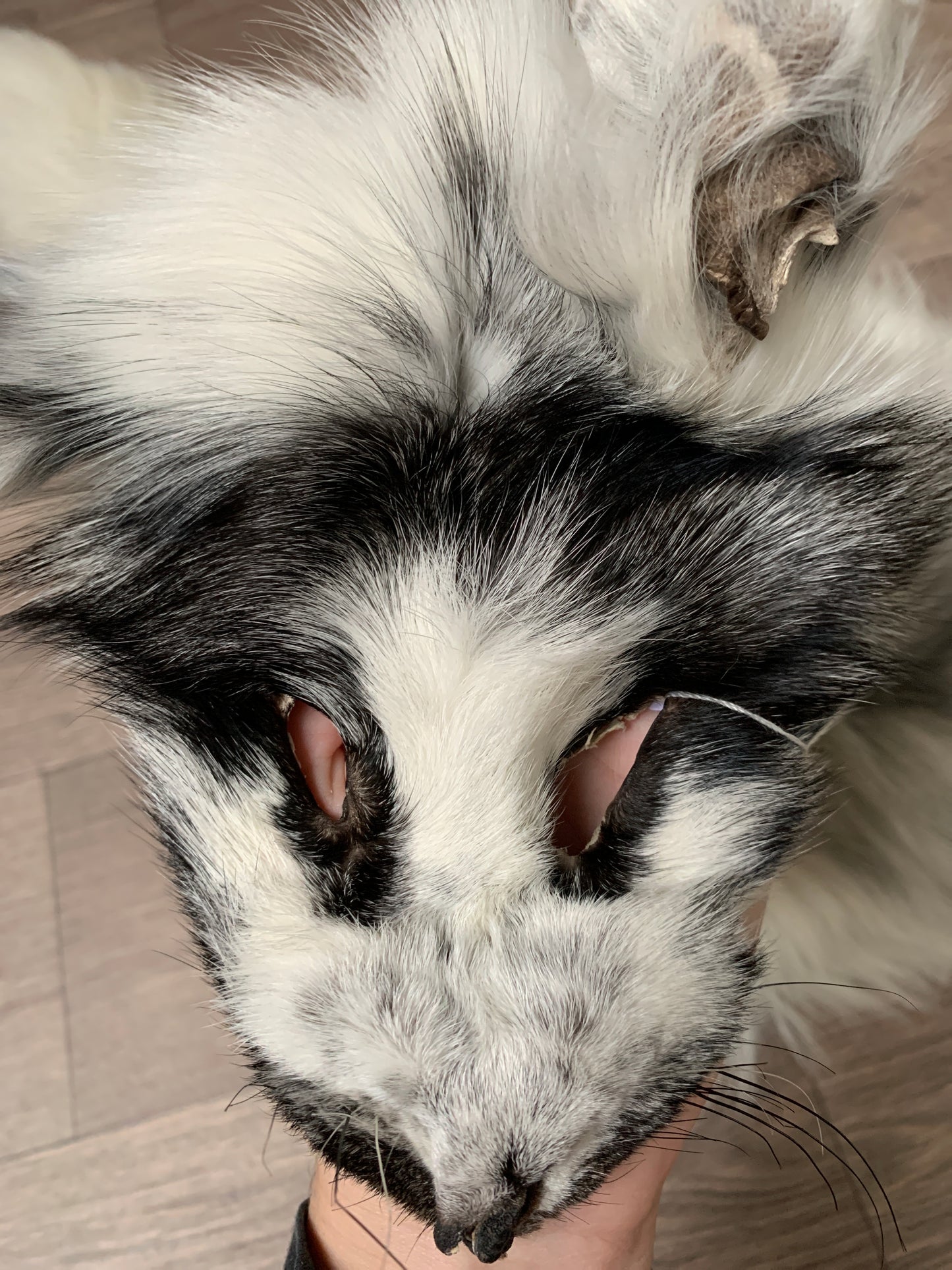 Arctic Marble fox pelt (6)