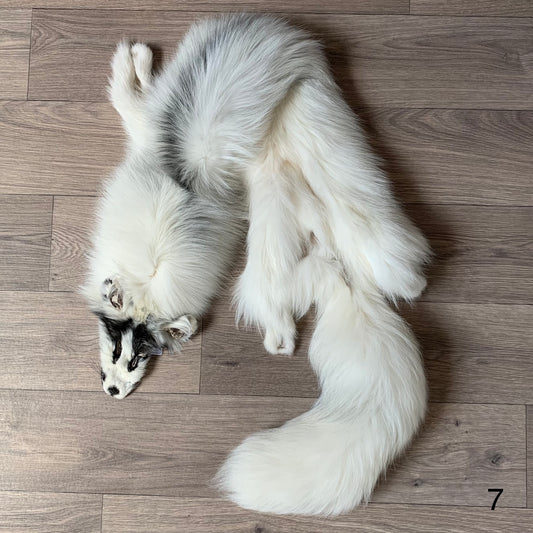 Arctic Marble fox pelt (7)