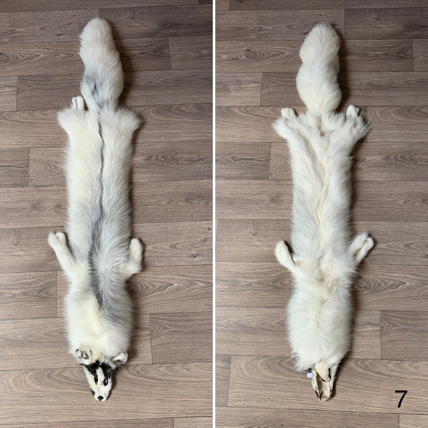 Arctic Marble fox pelt (7)