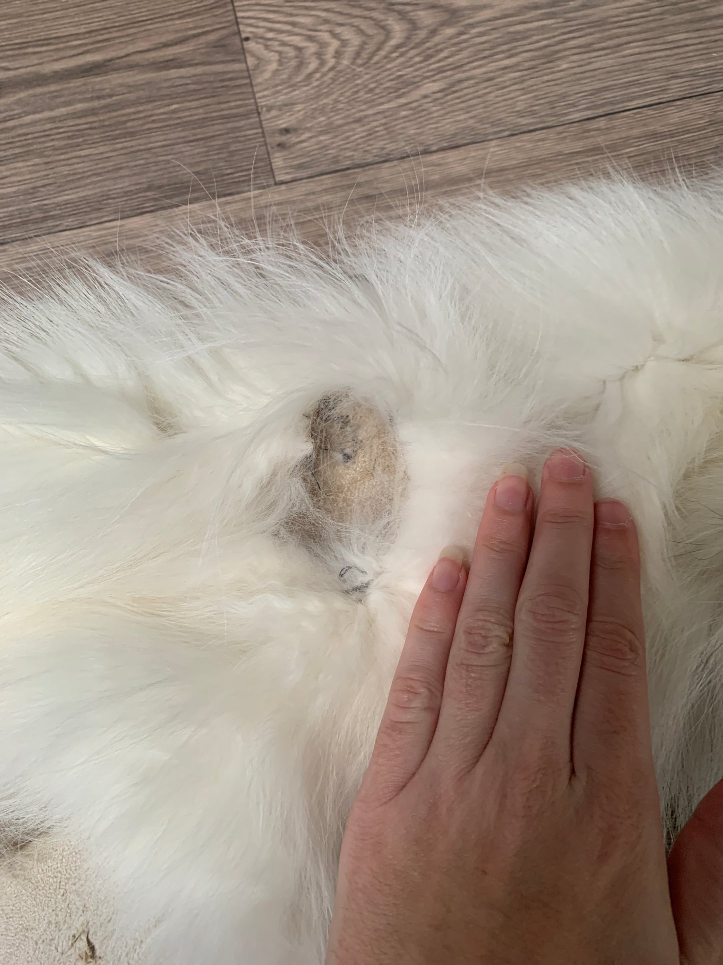 Arctic Marble fox pelt (7)