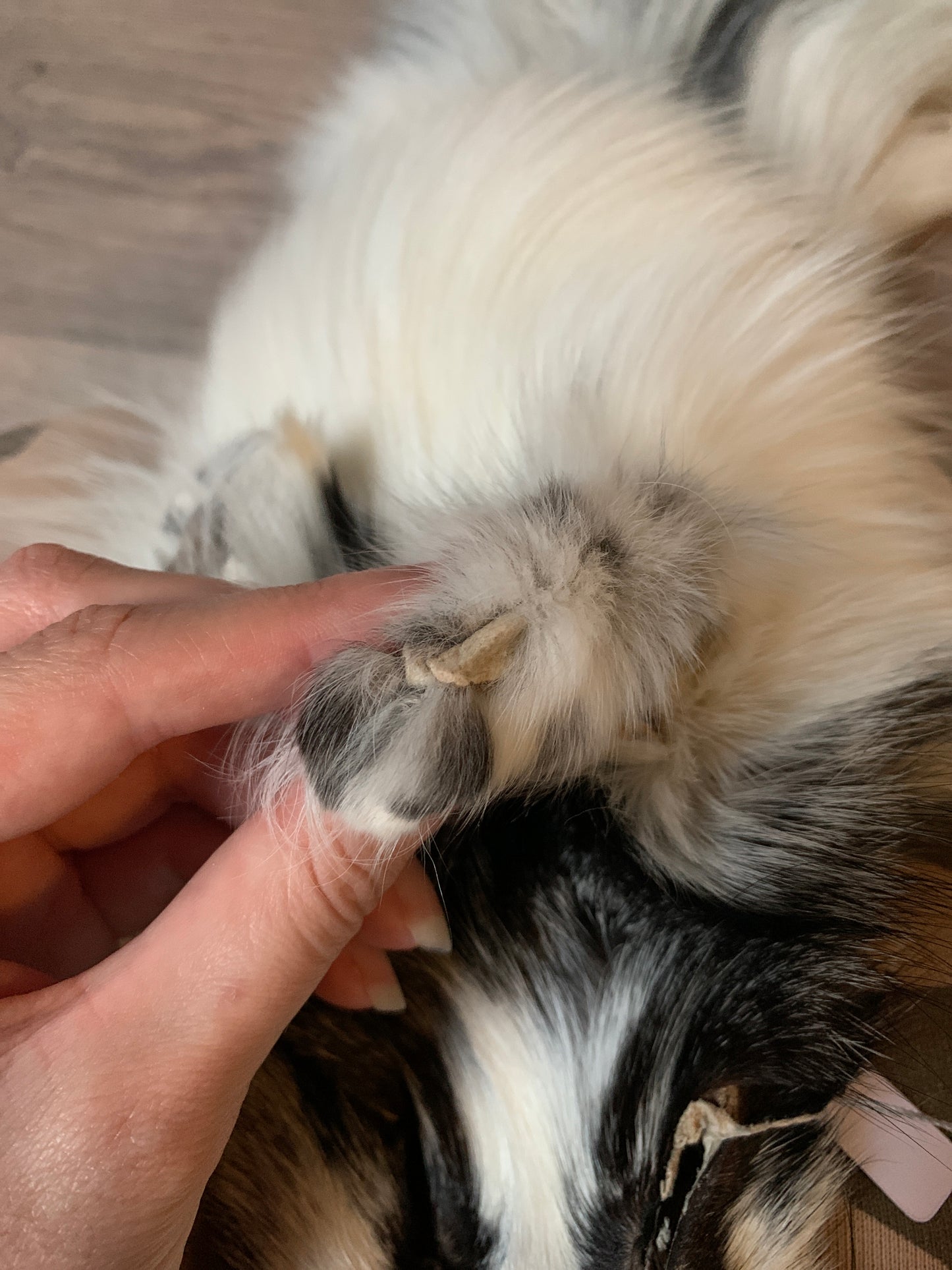 Arctic Marble fox pelt (9)